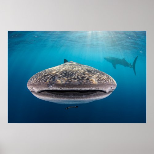 Whale Shark Front view Indonesia Poster
