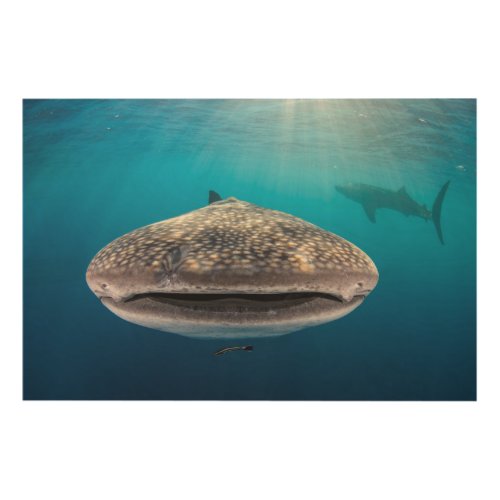 Whale Shark Front view Indonesia Wood Wall Art
