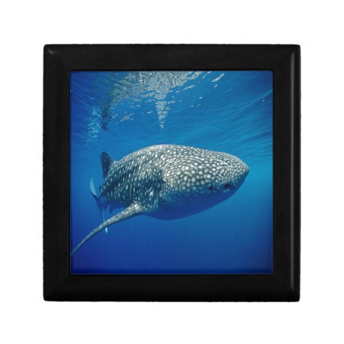 Whale Shark Gift Box