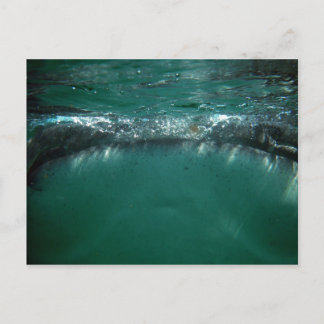 Whale Shark, Isla Holbox, Mexico Postcard