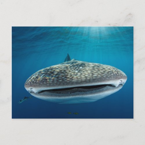 Whale Shark Mouth Postcard