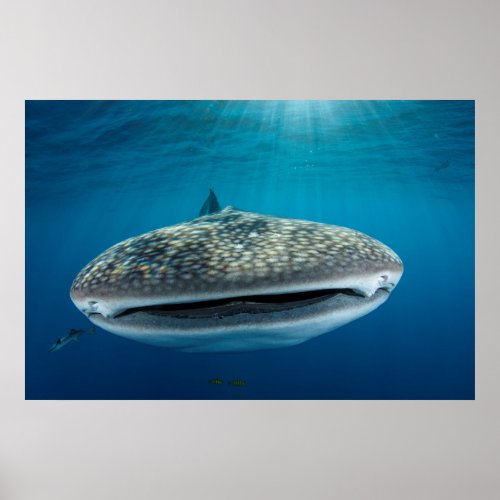 Whale Shark Mouth Poster
