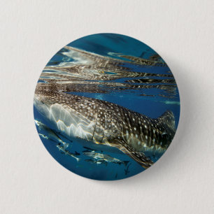 Whale shark Oslob Philippines Button