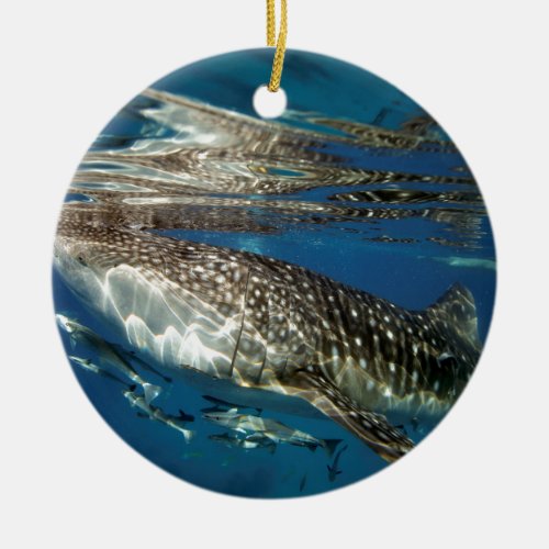 Whale shark Oslob Philippines Ceramic Ornament