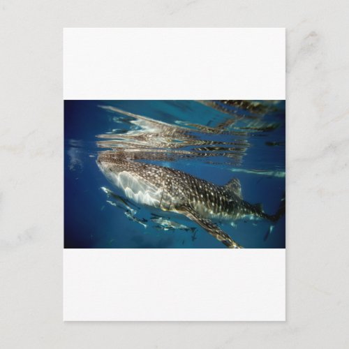 Whale shark Oslob Philippines Postcard