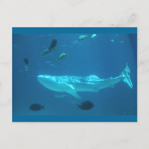 Whale Shark Postcard