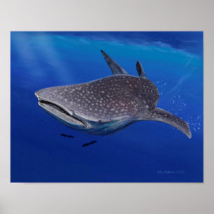 Whale Shark Poster