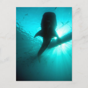 Whale shark silhouette postcard