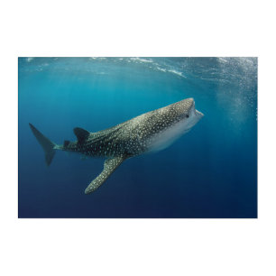 Whale Shark Swimming Acrylic Print