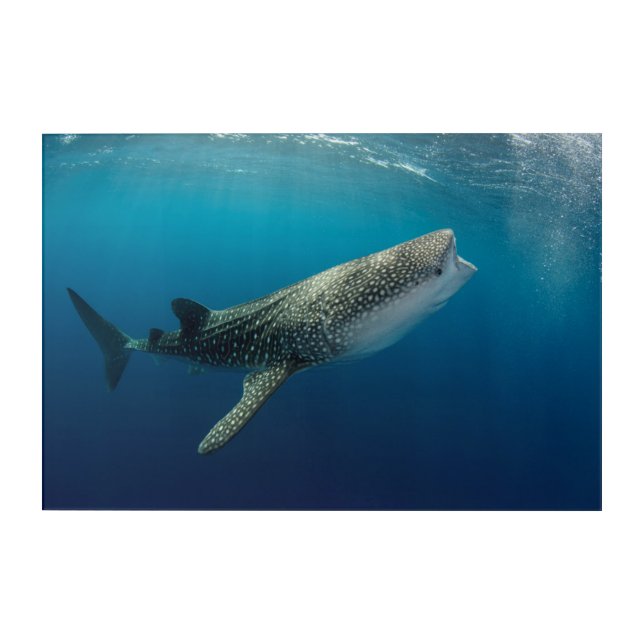 Whale Shark Swimming Acrylic Print (Front)