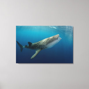Whale Shark Swimming Canvas Print