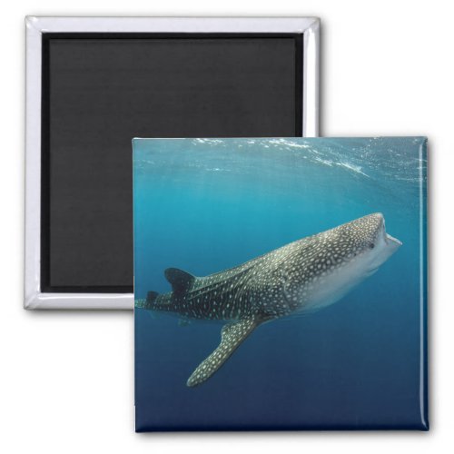 Whale Shark Swimming Magnet