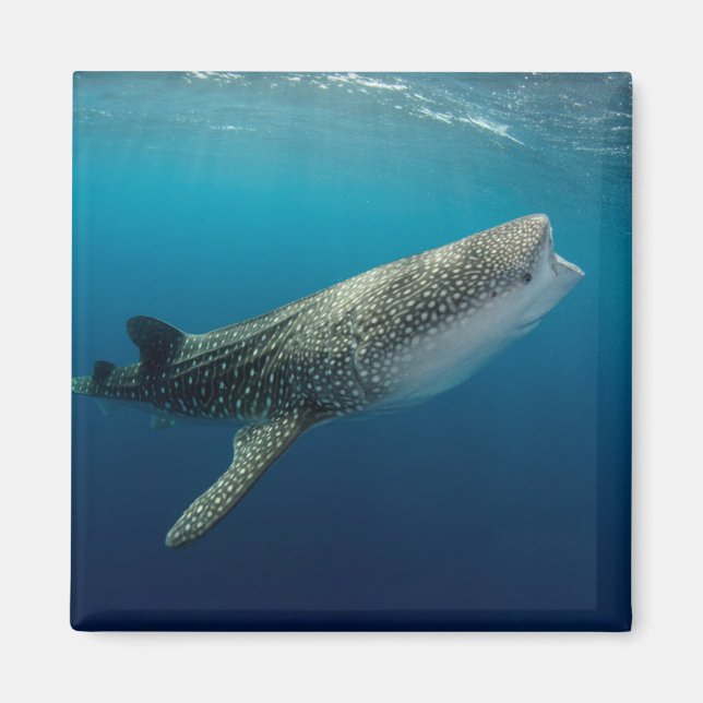 Whale Shark Swimming Magnet (Front)
