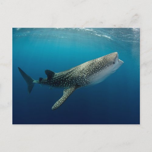 Whale Shark Swimming Postcard