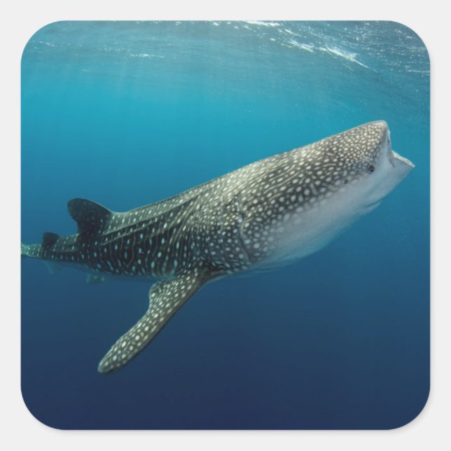 Whale Shark Swimming Square Sticker (Front)