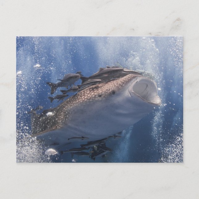 Whale shark swimming underwater postcard (Front)
