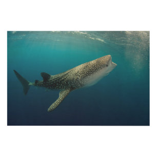 Whale Shark Swimming Wood Wall Decor