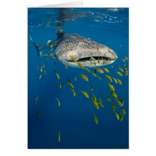 Whale Shark with fish, Indonesia
