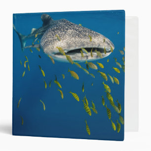 Whale Shark with fish, Indonesia 3 Ring Binder