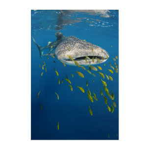 Whale Shark with fish, Indonesia Acrylic Print