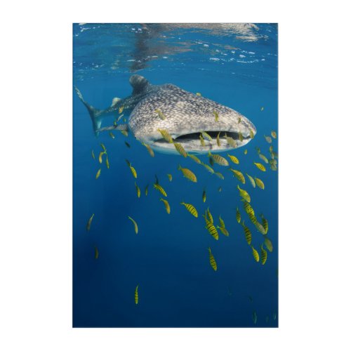 Whale Shark with fish Indonesia Acrylic Print