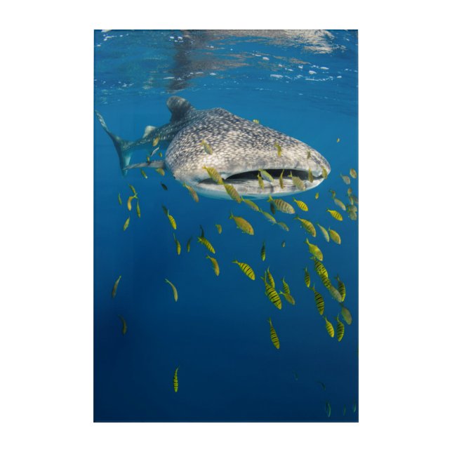 Whale Shark with fish, Indonesia Acrylic Print (Front)