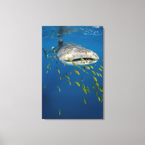 Whale Shark with fish Indonesia Canvas Print