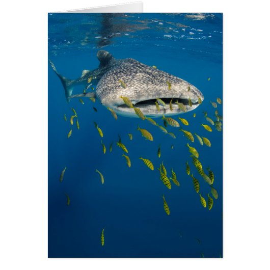 Whale Shark with fish, Indonesia Cards (Front)