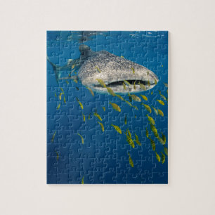 Whale Shark with fish, Indonesia Jigsaw Puzzle