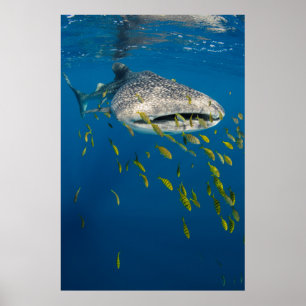 Whale Shark with fish, Indonesia Poster