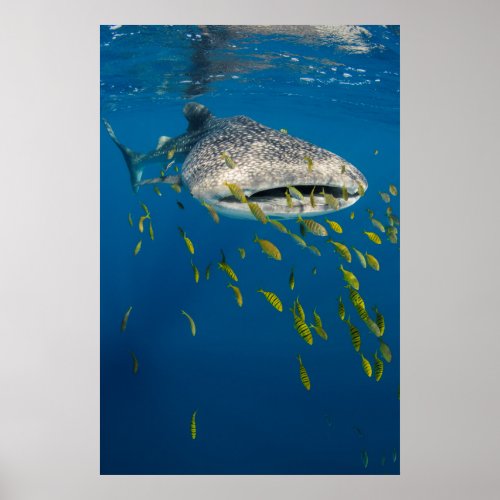 Whale Shark with fish Indonesia Poster