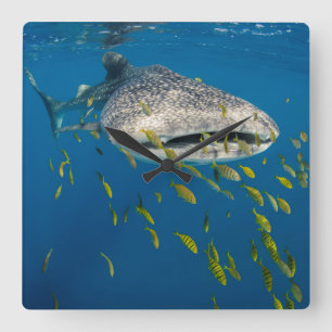 Whale Shark with fish, Indonesia Square Wall Clock