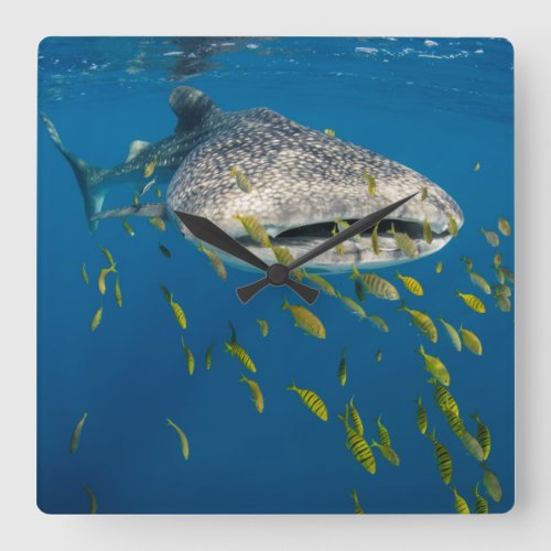 Whale Shark with fish Indonesia Square Wall Clock