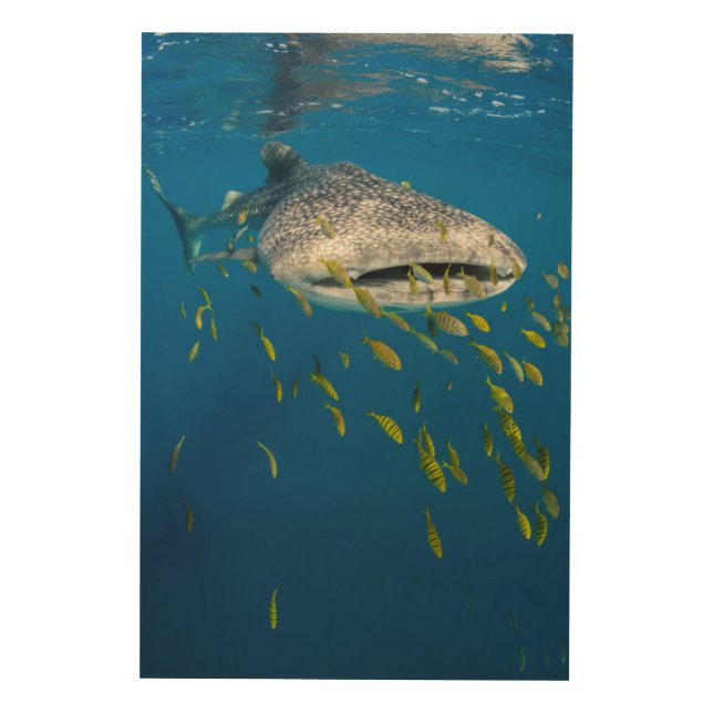 Whale Shark with fish, Indonesia Wood Wall Art (Front)