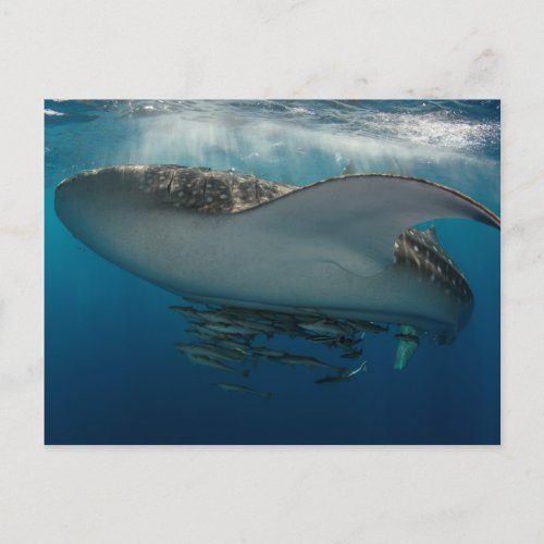 Whale Shark with Remora Postcard