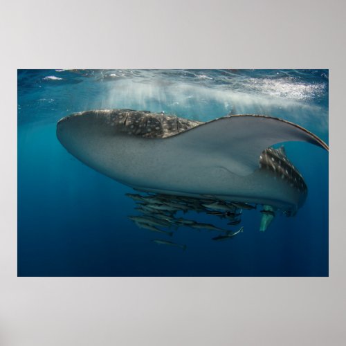 Whale Shark with Remora Poster
