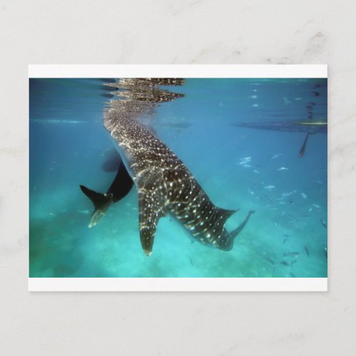Whale sharks feeding postcard