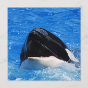 Whale Sounds Invitations