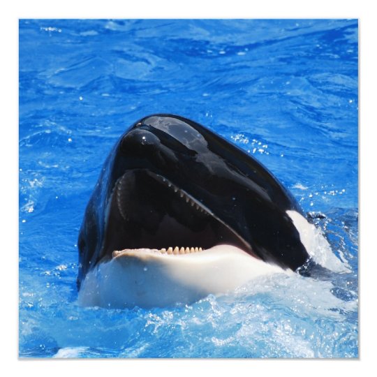 Whale Sounds Invitations