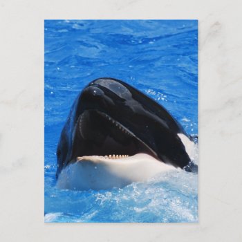 Whale Sounds Postcard by WildlifeAnimals at Zazzle