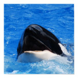 Whale Sounds Poster