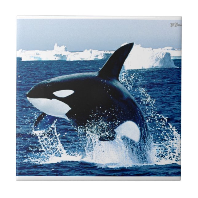 Whale Splash Tile (Front)