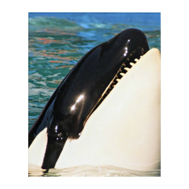 Whale Surfacing in Blue Waters Acrylic Print (Front)