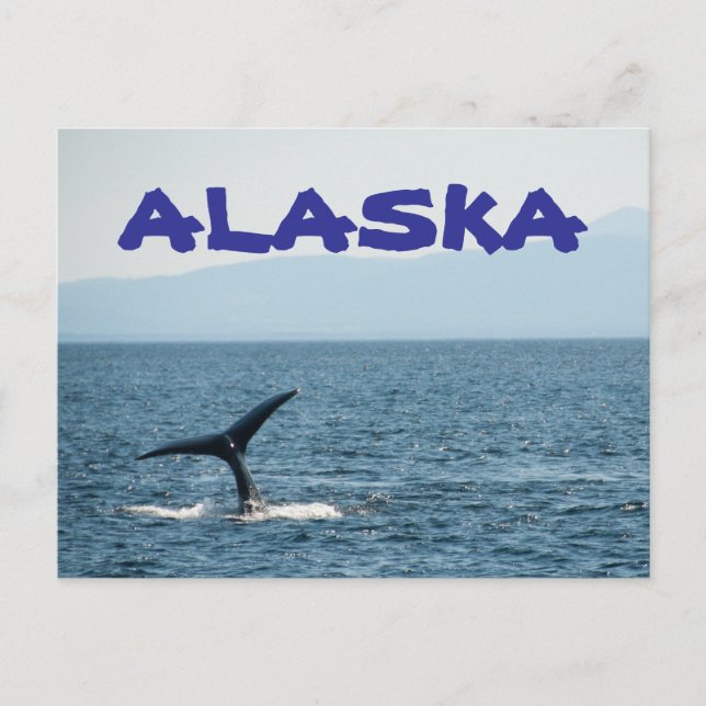 Whale Tail Scenic Alaska Postcard (Front)