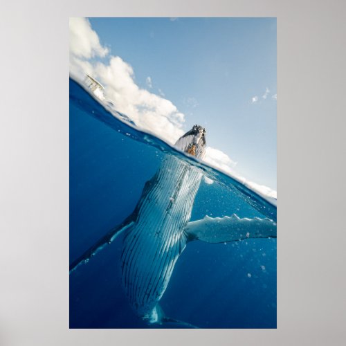 Whale Under Water Poster