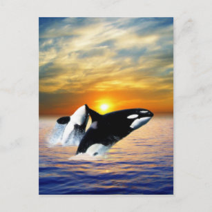 Whales at sunset postcard