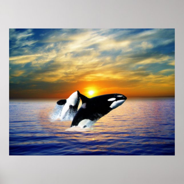 Whales at sunset poster (Front)
