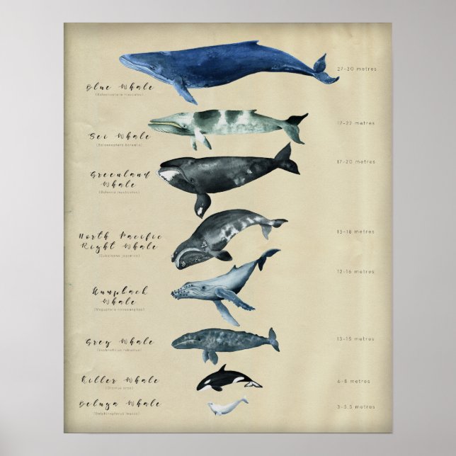 Whales Chart (Front)