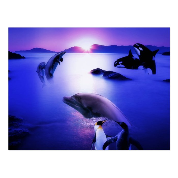 Whales dolphins penguins ocean sunset postcard