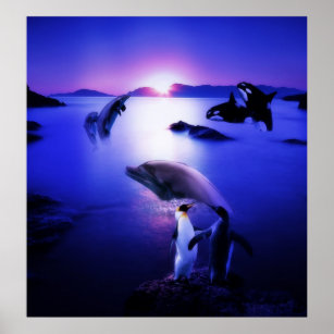 dolphins sunset purple